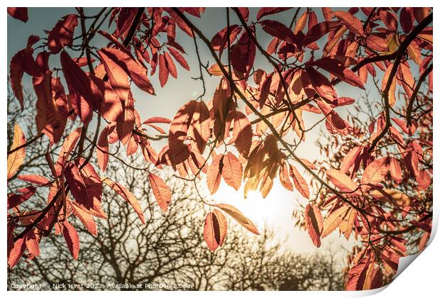 Sunny Autumn Leaves Print by Nick Hirst