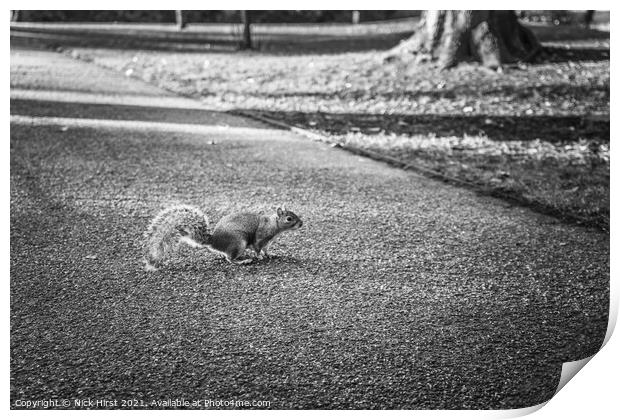 Running Squirrel Print by Nick Hirst