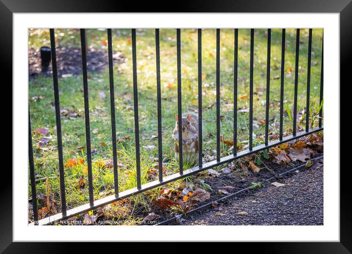 Imprisoned Squirrel Framed Mounted Print by Nick Hirst