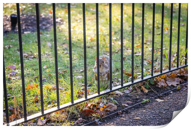 Imprisoned Squirrel Print by Nick Hirst