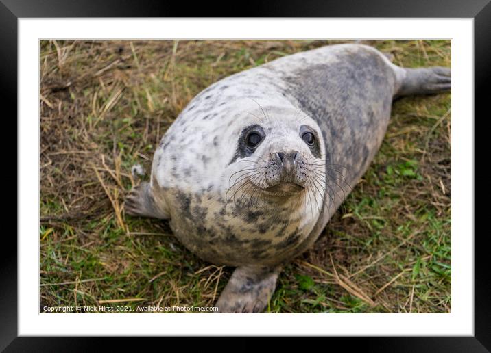 Friendly Seal Framed Mounted Print by Nick Hirst