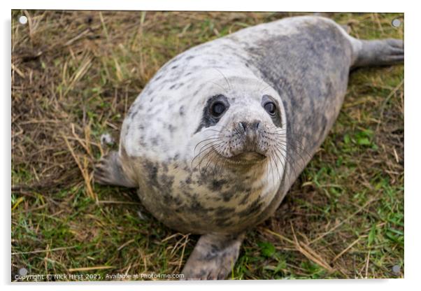 Friendly Seal Acrylic by Nick Hirst