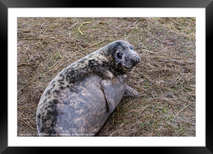 Happy Seal Framed Mounted Print by Nick Hirst