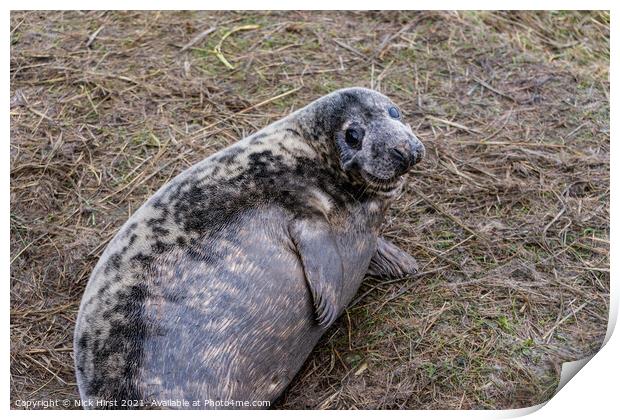 Happy Seal Print by Nick Hirst