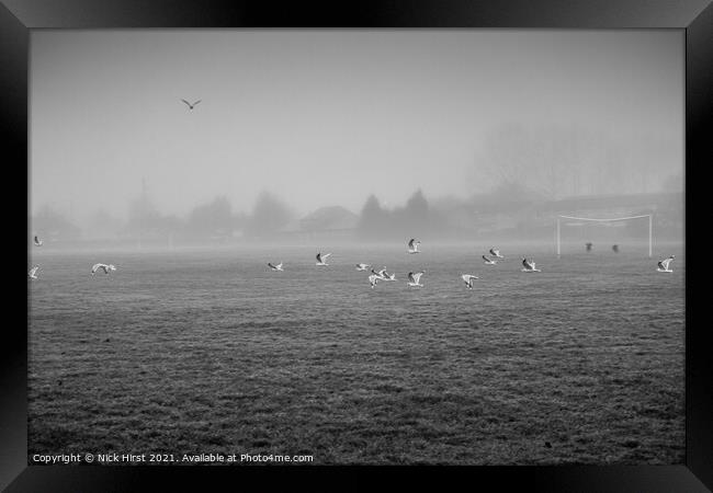 Seagulls in Flight Framed Print by Nick Hirst