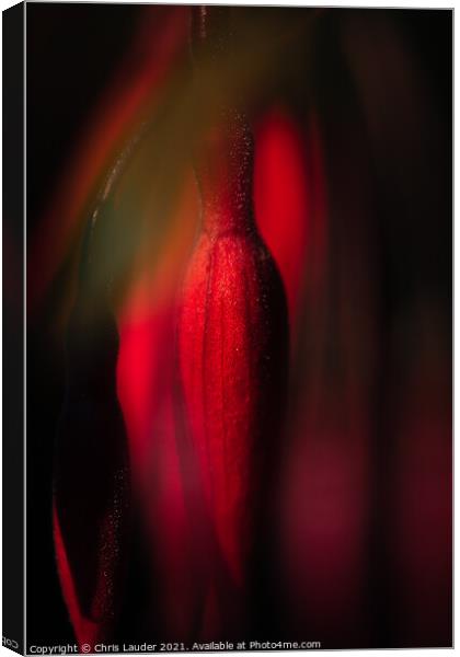 Fuchsia bud Canvas Print by Chris Lauder