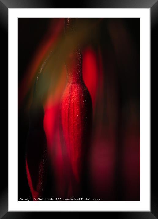 Fuchsia bud Framed Mounted Print by Chris Lauder