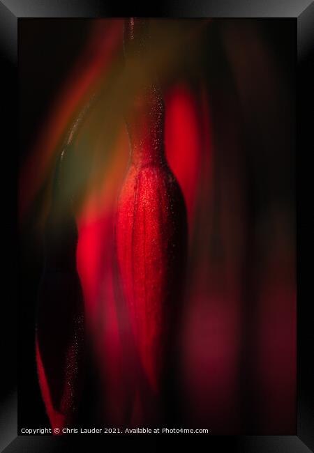 Fuchsia bud Framed Print by Chris Lauder