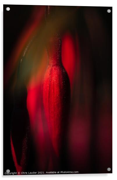 Fuchsia bud Acrylic by Chris Lauder