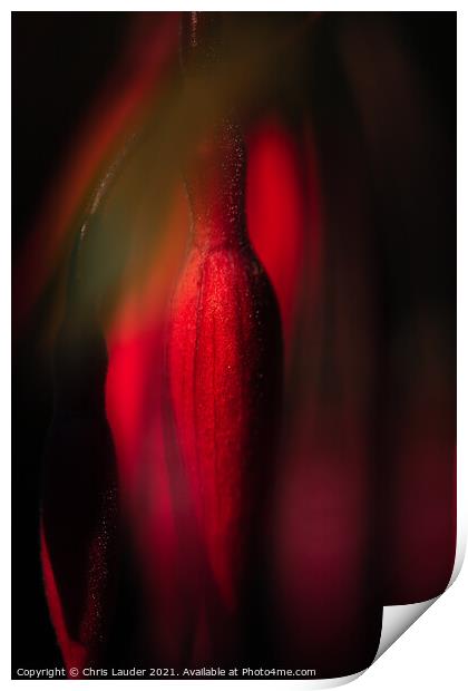 Fuchsia bud Print by Chris Lauder