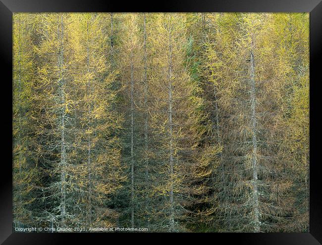 Pine trees Framed Print by Chris Lauder