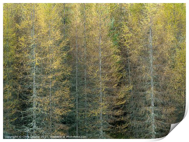 Pine trees Print by Chris Lauder