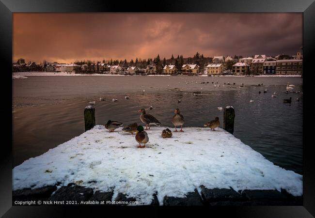 Ducks on a Pier Framed Print by Nick Hirst