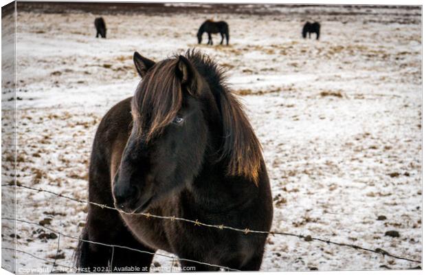 Icelandic Horse Canvas Print by Nick Hirst