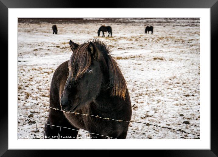 Icelandic Horse Framed Mounted Print by Nick Hirst