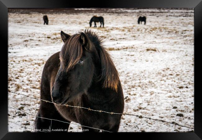 Icelandic Horse Framed Print by Nick Hirst