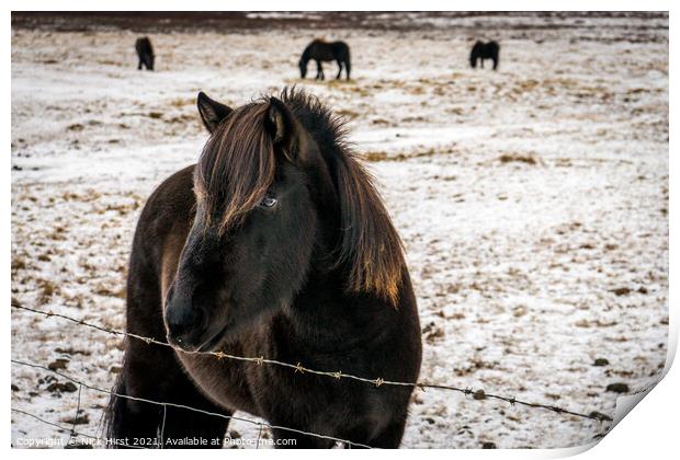 Icelandic Horse Print by Nick Hirst