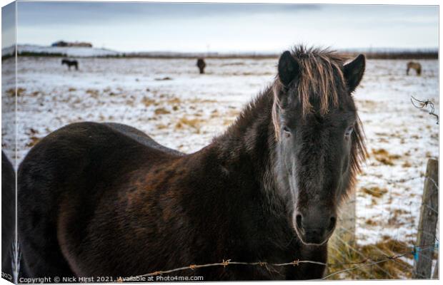 Icelandic Horse Canvas Print by Nick Hirst