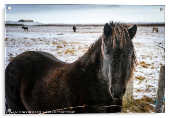 Icelandic Horse Acrylic by Nick Hirst