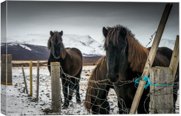 Icelandic Horses Canvas Print by Nick Hirst