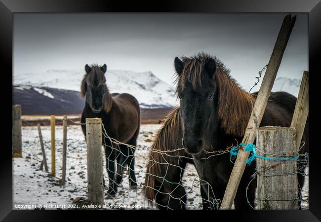 Icelandic Horses Framed Print by Nick Hirst