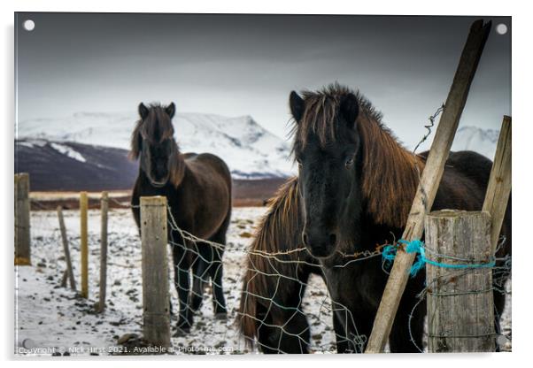 Icelandic Horses Acrylic by Nick Hirst