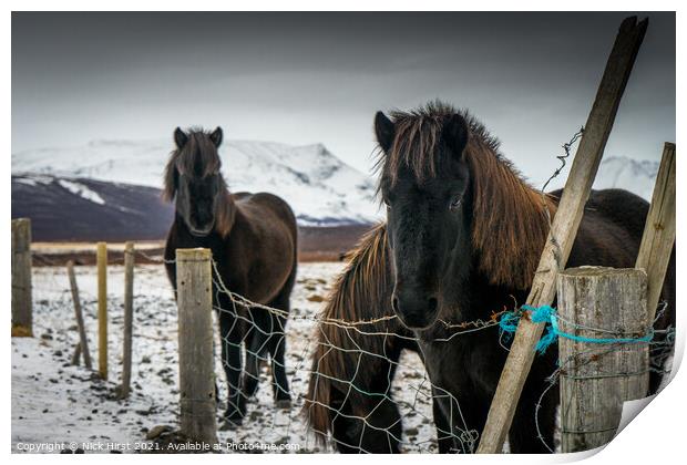 Icelandic Horses Print by Nick Hirst