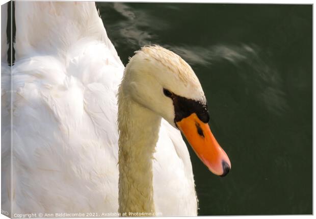 Close up of white swan Canvas Print by Ann Biddlecombe