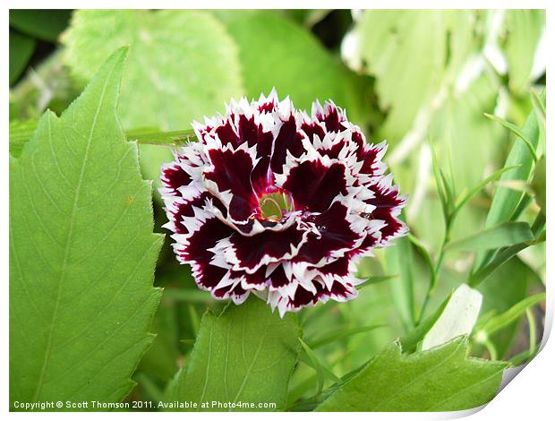 Colour Flower Print by Scott Thomson