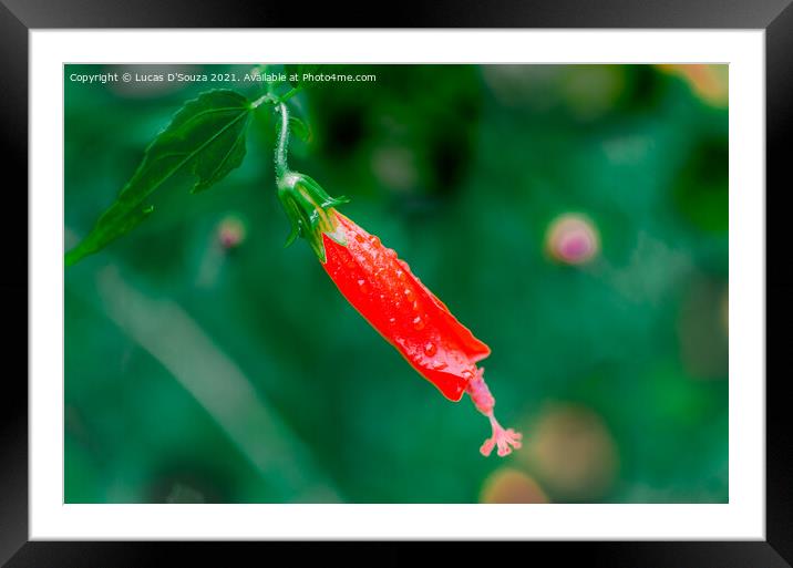 Malvaviscus arboreus , a flower of the hibiscus family Framed Mounted Print by Lucas D'Souza