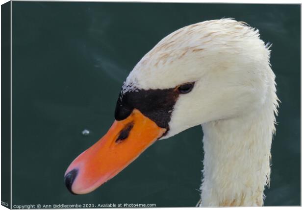 Close up of white swans head Canvas Print by Ann Biddlecombe