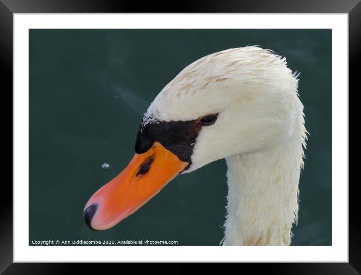Close up of white swans head Framed Mounted Print by Ann Biddlecombe