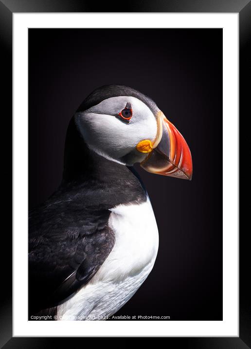 Atlantic puffin Framed Mounted Print by Delphimages Art