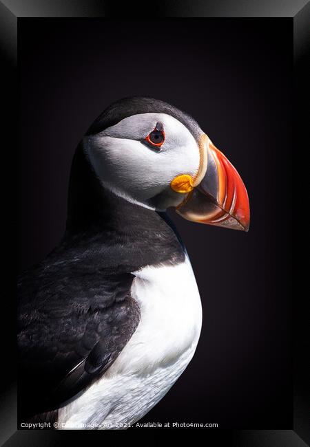 Atlantic puffin Framed Print by Delphimages Art