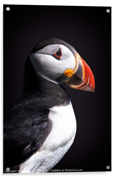 Atlantic puffin Acrylic by Delphimages Art