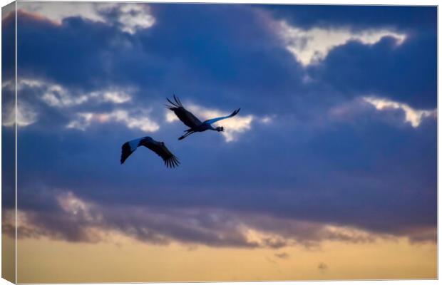 Cranes flying home in the Sunset Canvas Print by Tracey Turner