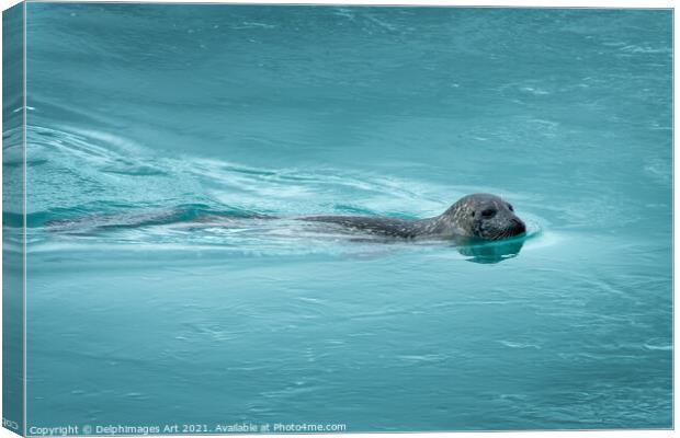 Common seal (or harbor seal) swimming, Iceland Canvas Print by Delphimages Art