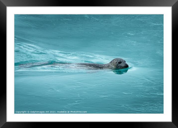 Common seal (or harbor seal) swimming, Iceland Framed Mounted Print by Delphimages Art