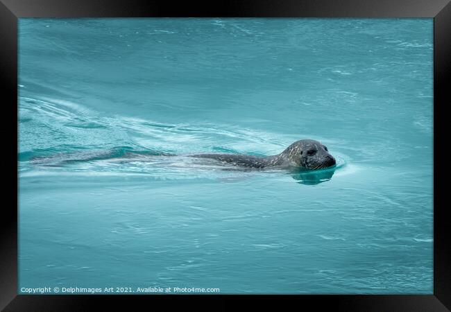 Common seal (or harbor seal) swimming, Iceland Framed Print by Delphimages Art