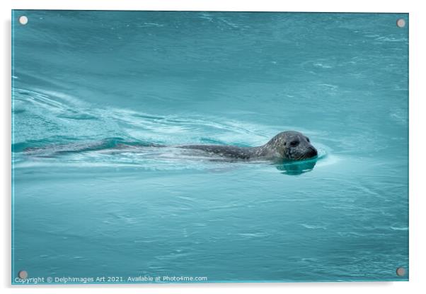 Common seal (or harbor seal) swimming, Iceland Acrylic by Delphimages Art