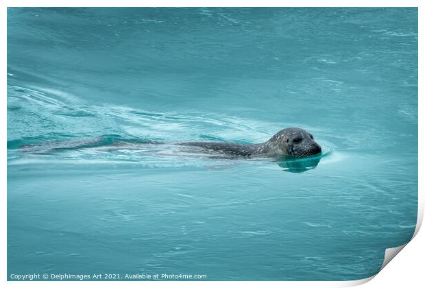 Common seal (or harbor seal) swimming, Iceland Print by Delphimages Art
