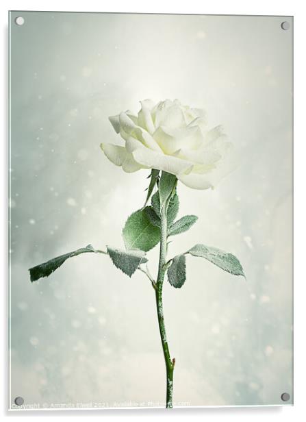 Christmas Rose Acrylic by Amanda Elwell