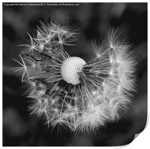 Dandelion After the Storm Print by Kathleen Stephens