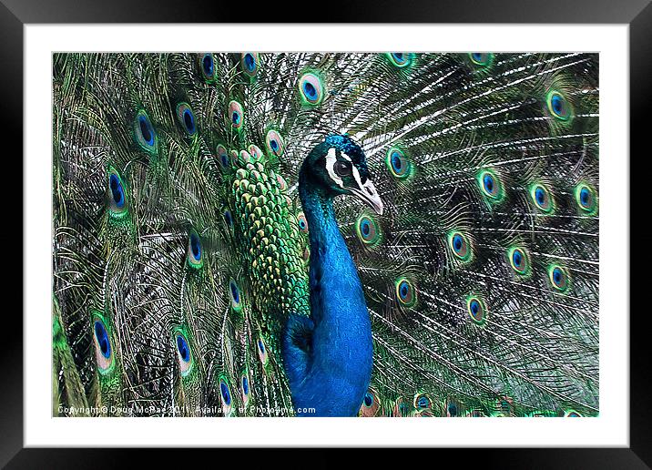 Peacock Framed Mounted Print by Doug McRae