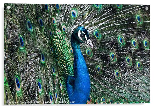 Peacock Acrylic by Doug McRae