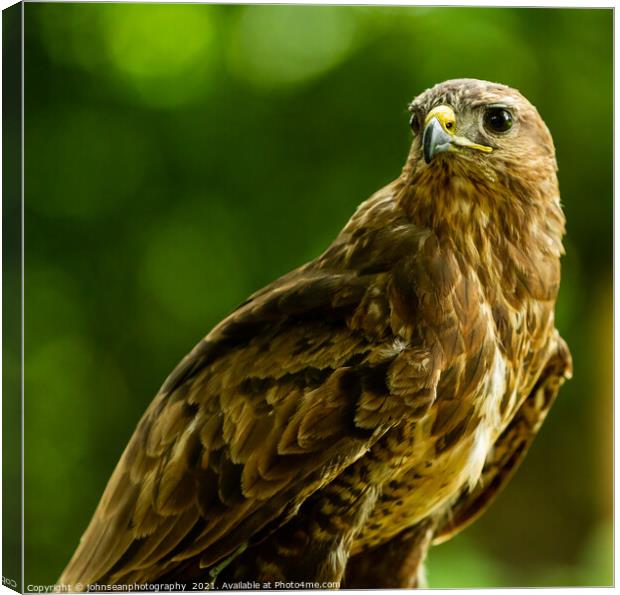 A Hawk from the Birds of Prey at Willows, Coolings Canvas Print by johnseanphotography 