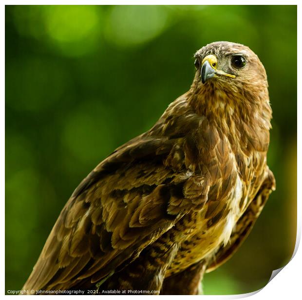 A Hawk from the Birds of Prey at Willows, Coolings Print by johnseanphotography 