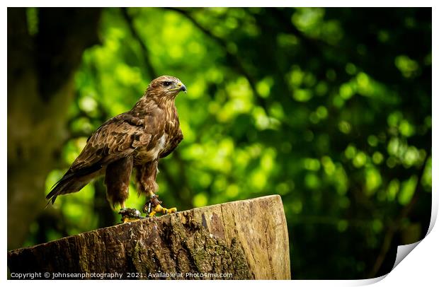 A Hawk from the Birds of Prey at Willows Print by johnseanphotography 