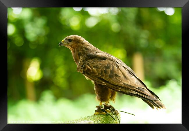 A Hawk from the Birds of Prey at Willows Framed Print by johnseanphotography 