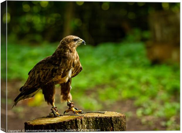 A Hawk from the Birds of Prey at Willows Canvas Print by johnseanphotography 